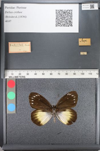 Media type: image;   Entomology 130254
